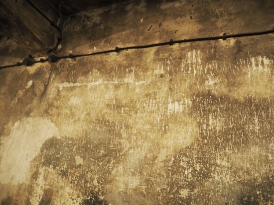 [특별기고] 그곳에도 다시 초록빛의 풀이 자란다. -폴란드 아우슈비츠 수용소에서 관련이미지4